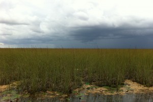 A storm brews over the Everglades.