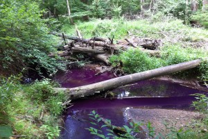 Tracer test in an urban stream in 2011. The metabolically active dye turns pink after serving as a substrate for microbial respiration. 