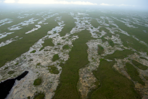 Overhead view of the strikingly patterned ridge and slough landscape, Florida Everglades. Maintaining and restoring this patterning is a focus of current management efforts. 