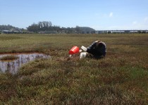 Marissa Goodman collects sediment samples from a tidal marsh.