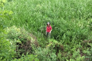 Prof. Larsen stands amongst Carex at Great Marsh, PA