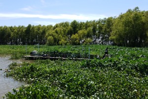 Field site at Wax Lake Delta, Louisiana, showing the 10-m-long in situ flume used to conduct tracer tests of the movement of fine sediment through different vegetation communities